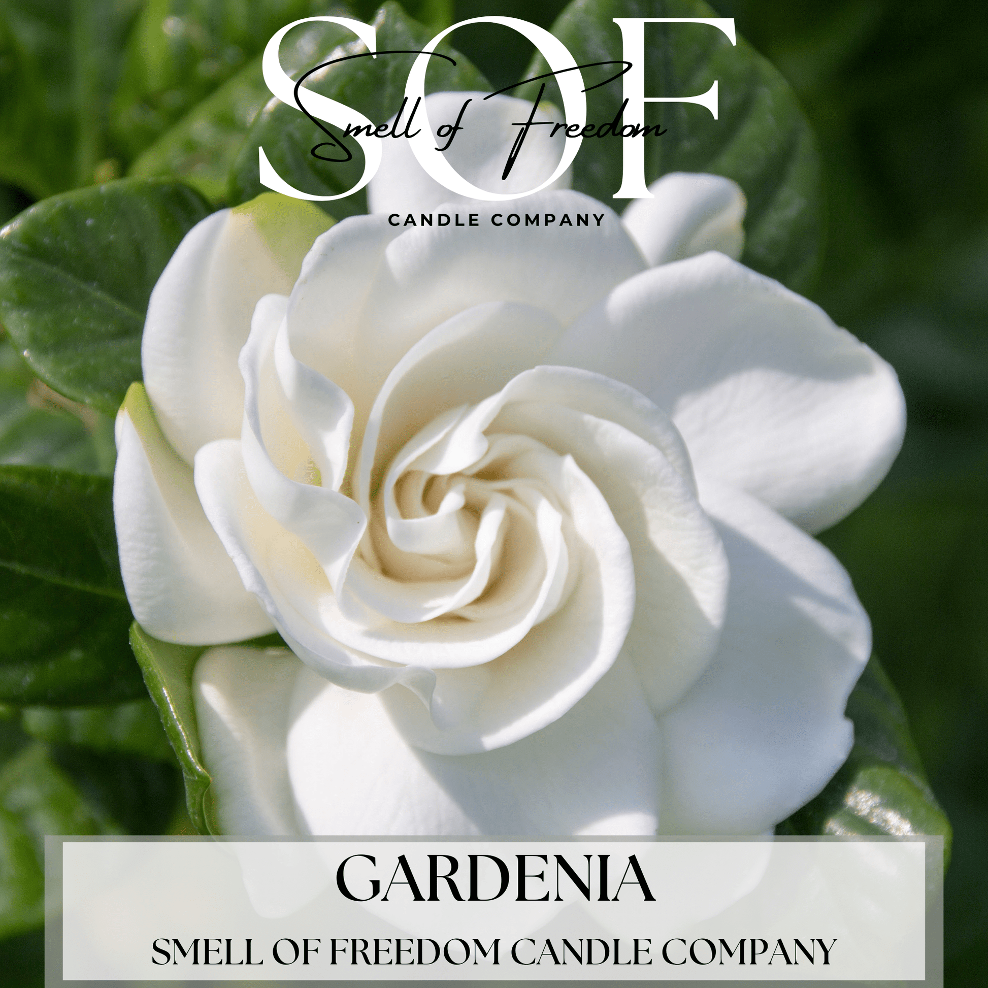 Gardenia Hand Soap - Smell of Freedom Candle Company