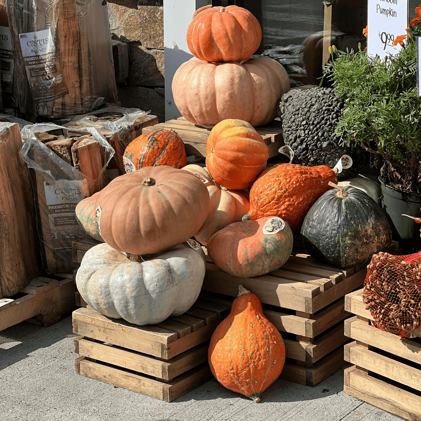 Heirloom Pumpkin